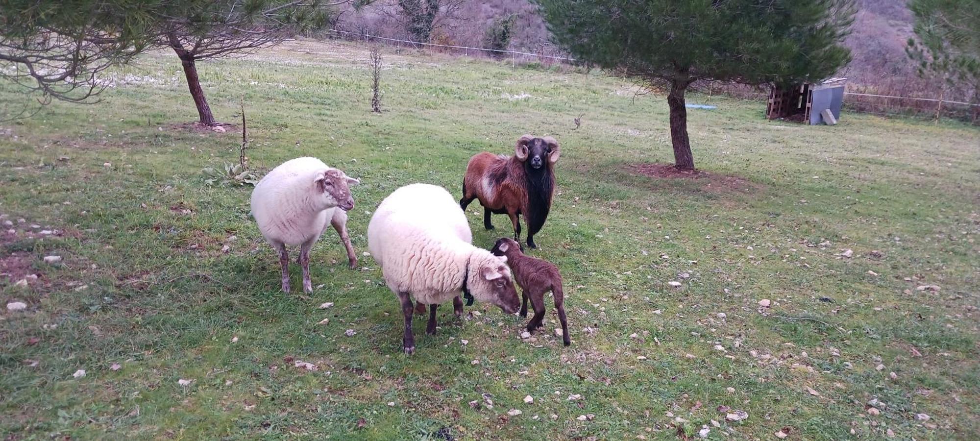 Gites Des Deux Vallees La Borieta Du Causse - Rocamadour Zewnętrze zdjęcie