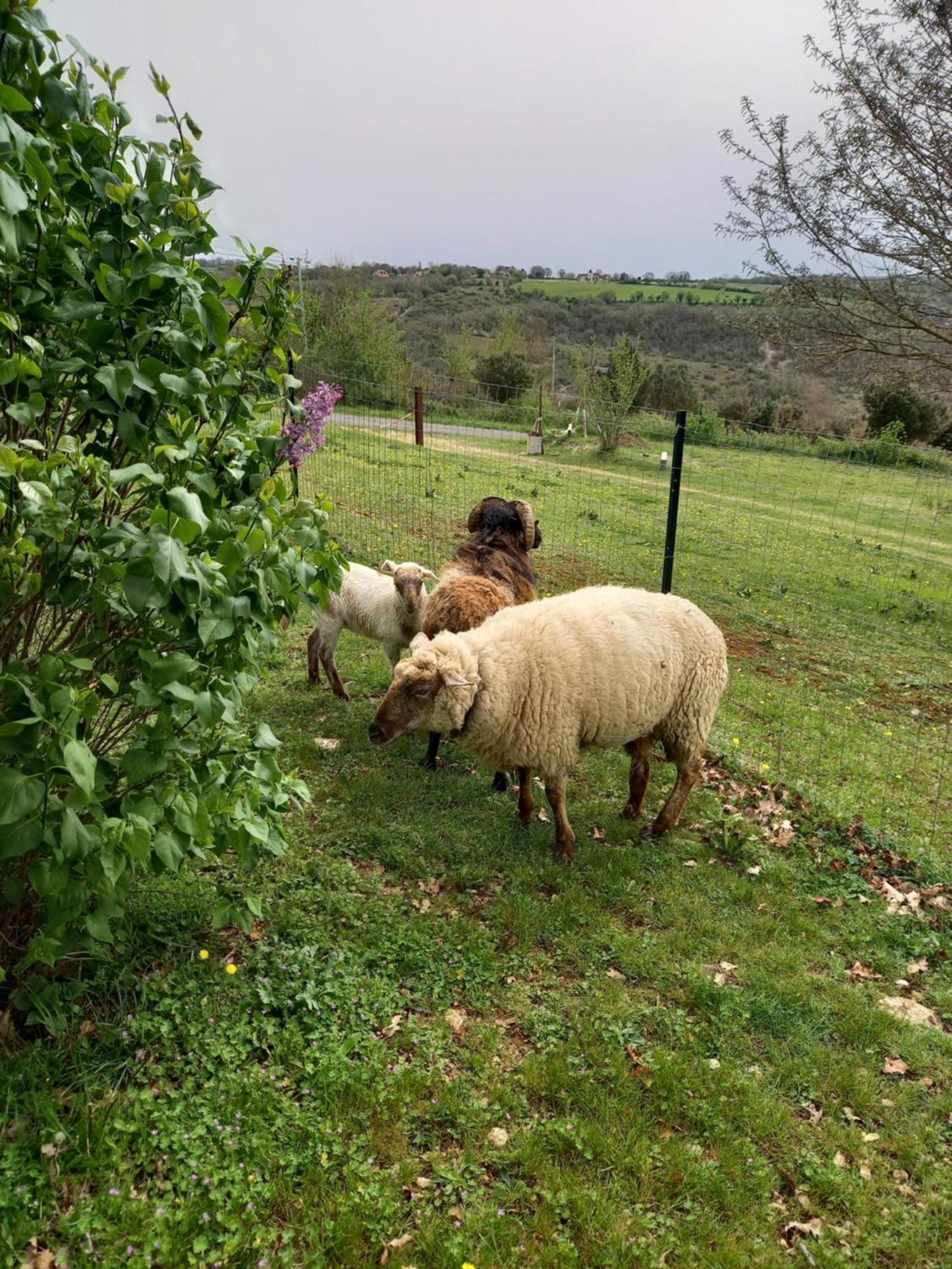 Gites Des Deux Vallees La Borieta Du Causse - Rocamadour Zewnętrze zdjęcie